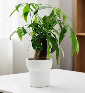 Tall White Bonsai Planter with Simple Art Modeling - Decorative Ceramic Pot for Home and Office